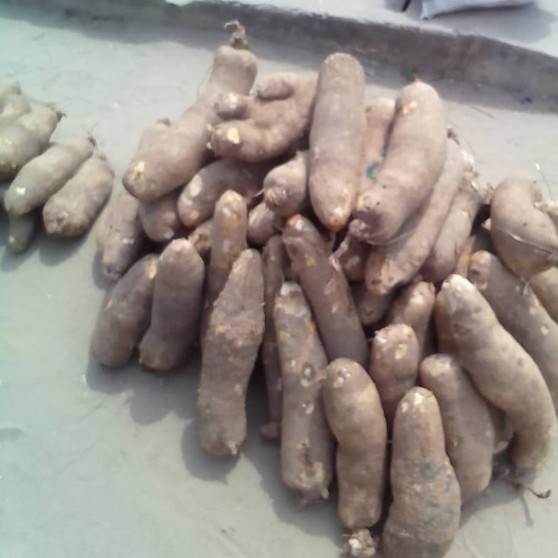 nigeria yam