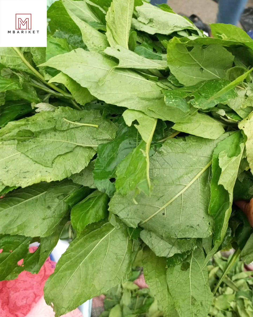 Mbariket Nigerian Bitter Leaf Export to the U.S. in Progress
