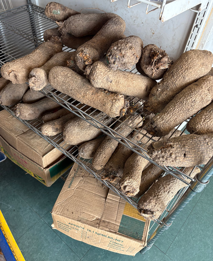 🇬🇭 Ghana Leads in U.S. Yam Tuber Exports — A Wake-Up Call for Nigeria 🇳🇬